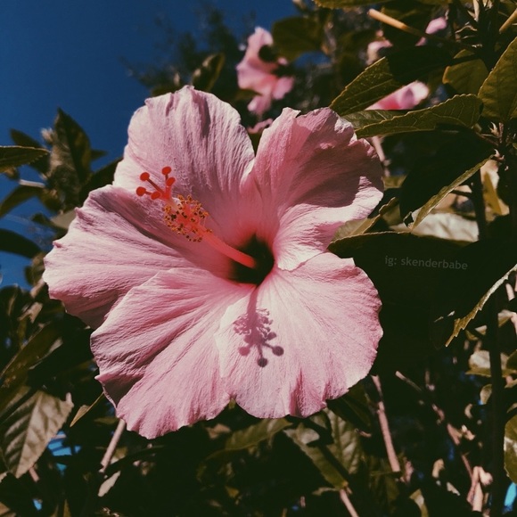 Meet your Posher, Reagan - Picture 1 of 1